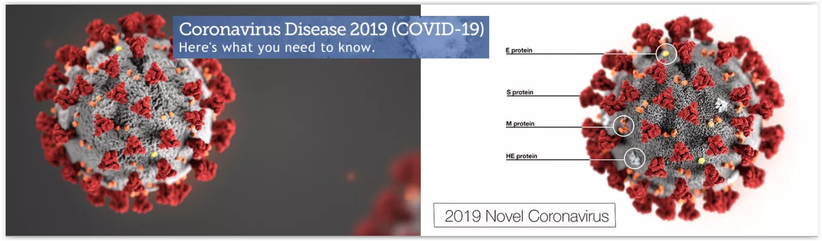 Coronavirus Banner Image1